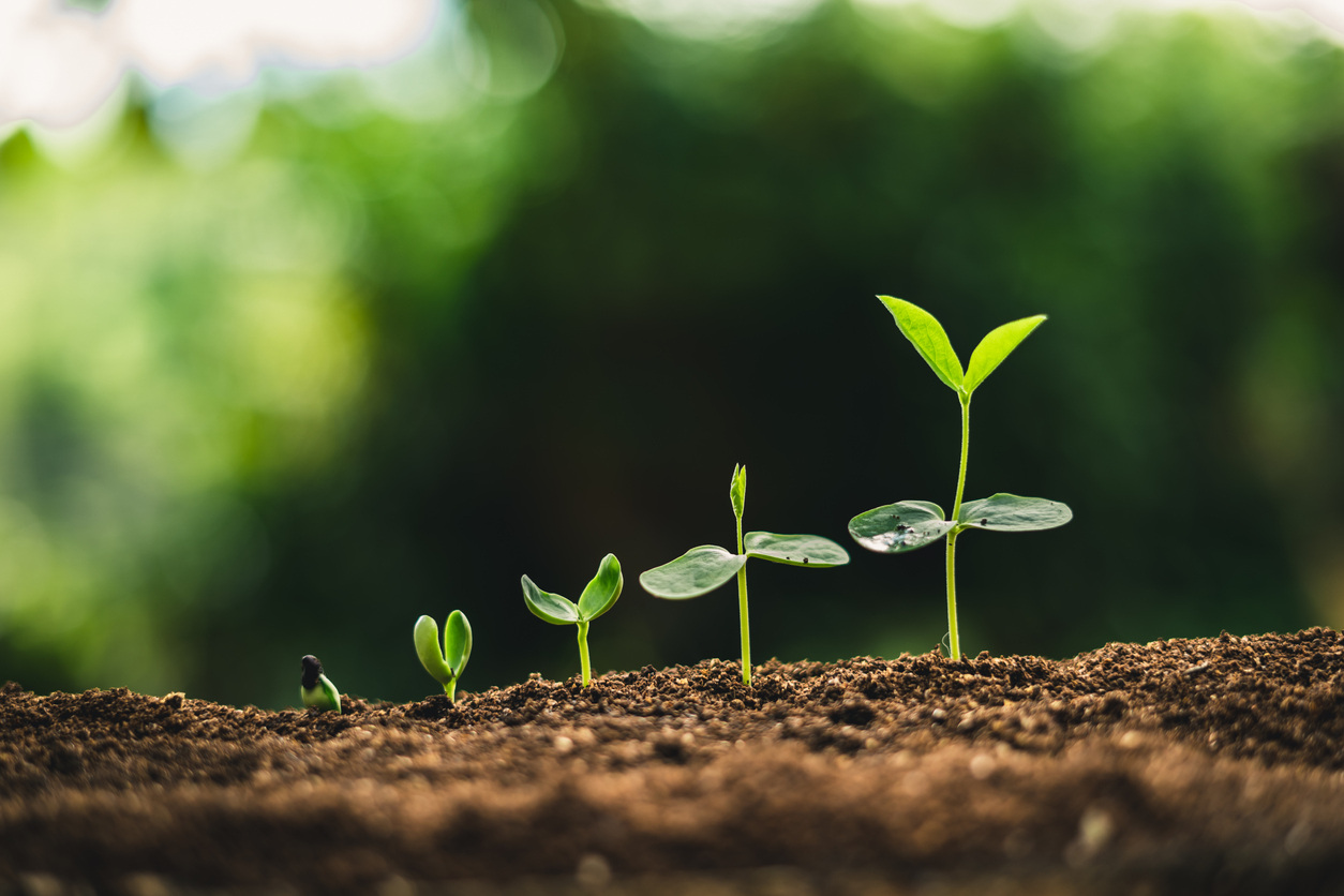 Image of seedlings at different stages of growth
